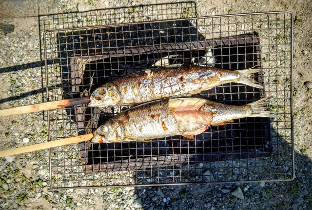 ニシン画像