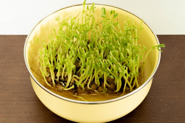 豆苗の2回目画像