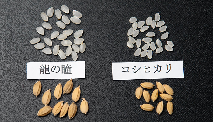 龍の瞳画像引用